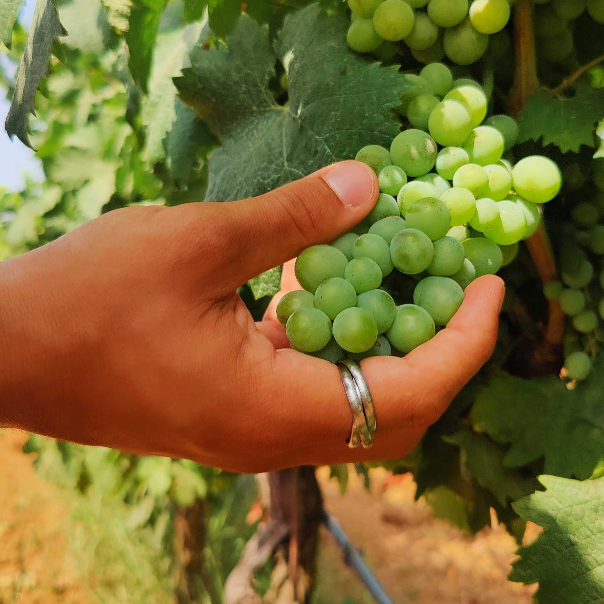 Helix band ring - Sølvtonet